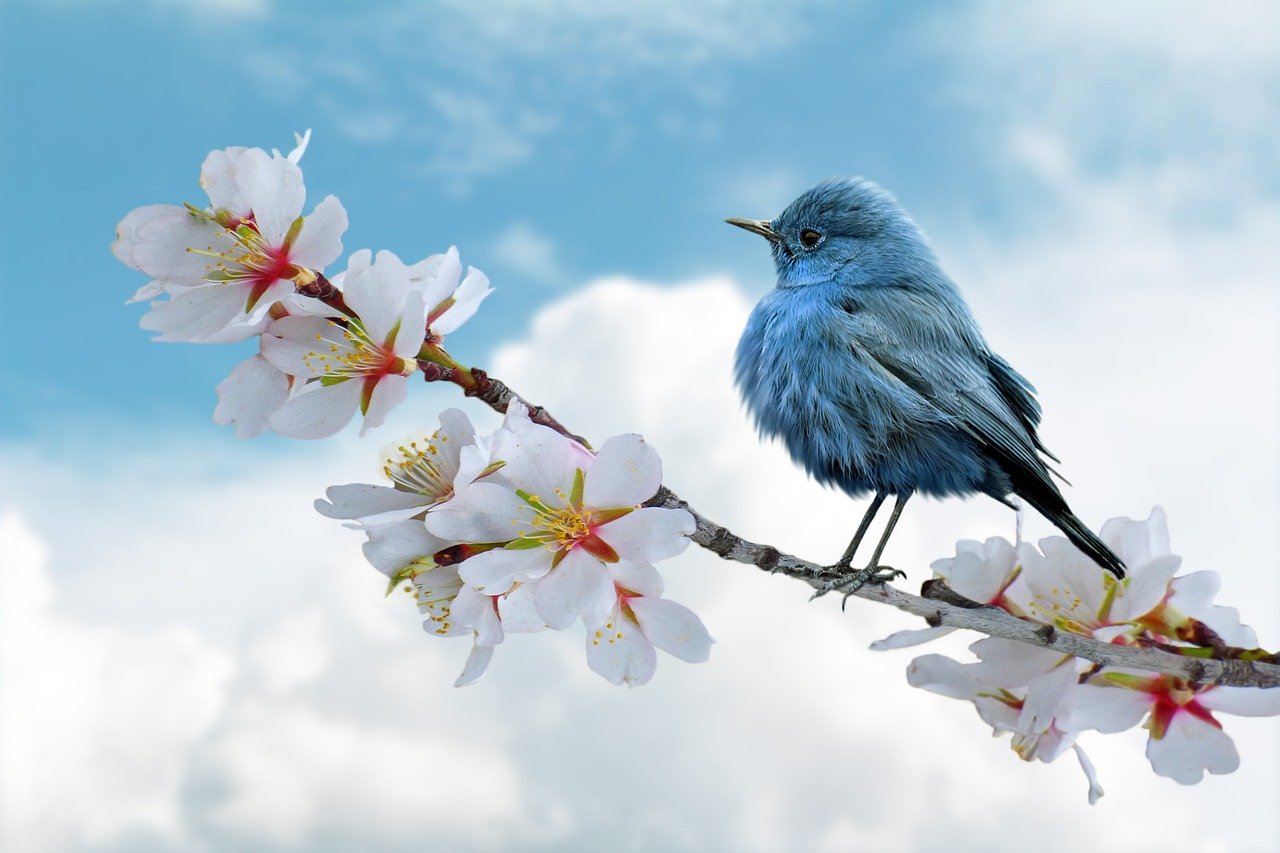 Oiseau Bleu Branche Fleur